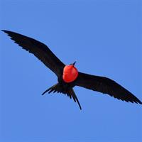 _Galapagos Bird Life Land and Marine Exploration - Half Day