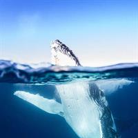 Premier Whale Watching Byron Bay