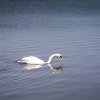 /images/apkg/1169/lough_neagh_-_craigavon-4285682-500.jpg