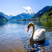 /images/apkg/1730/zell_am_sell_-_swan_on_lake_zell-1057412-500.jpg