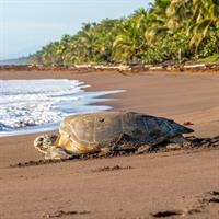 View of Explore and Escape in Tortuguero - Arenal Volcano - Manuel Antonio