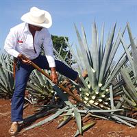 View of Mexico City - Puebla - Oaxaca: Chauffeured Collection