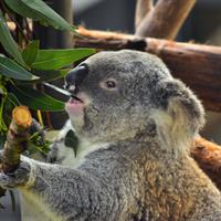 View of Coffs Harbour - Port Macquarie - Newcastle - Sydney (Self Drive)