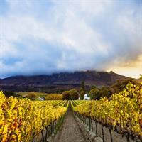 /images/apkg/2652/cape_town_-_autum_vineyards-776331-500.jpg