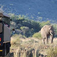 /images/apkg/2652/pilanesberg_-_elephant-1135635-500.jpg