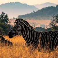View of Runway to Ride: Johannesburg - Pilanesberg National Park - Victoria Falls
