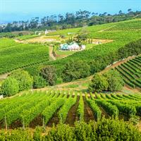 /images/apkg/2652/south_africa_-_cape_town_-_vineyard-5927816-500.jpg
