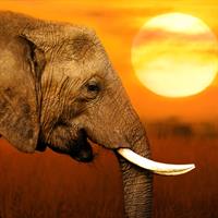 View of Runway to Ride: Pilanesberg National Park - Cape Town - Franschoek - Hazyview