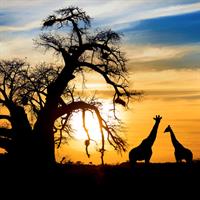 /images/apkg/2652/south_africa_-_jirafe_at_sunset-776365-500.jpg