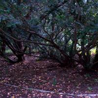 /images/apkg/2652/south_africa_-_johannesburg_-_delta_park-925282-500.jpg