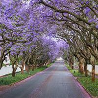 /images/apkg/2652/south_africa_-_johannesburg_-_suburb_jacaranda-5933138-500.jpg