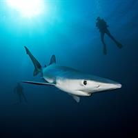 /images/apkg/2652/south_africa_-_shark_diving-5927873-500.jpg