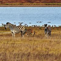 /images/apkg/2652/south_africa_-_zebras-5927875-500.jpg