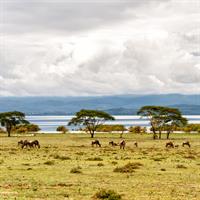 /images/apkg/2659/kenya_-_nairobi_-_lake_view-5867078-500.jpg