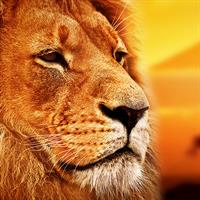 /images/apkg/2659/kenya_-_nairobi_-_lion-1136696-500.jpg