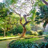 /images/apkg/3531/algiers_-_botanical_garden-6031769-500.jpg