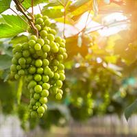 /images/apkg/3915/israel_-_tel_aviv_-_wine_tasting-5852446-500.jpg