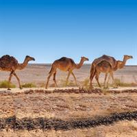 /images/apkg/3919/duqm_-_camels-4652665-500.jpg