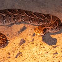 /images/apkg/3932/victoria_falls_-_snakes-4627026-500.jpg