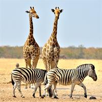 /images/apkg/3933/lusaka_-_giraffe_-6202089-500.jpg