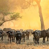 /images/apkg/3933/lusaka_-_lower_zambezi_-6202234-500.jpg