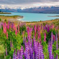 View of Christchurch - Lake Tekapo - Queenstown - Dunedin - Te Anau - Queenstown (Self Drive)
