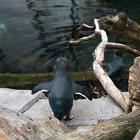 View of Hot Springs and Hobbiton Self Drive (Auckland - Matamata - Rotorua)