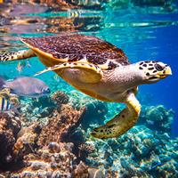 /images/apkg/8024/maldives_-_banana_reef-1912856-500.jpg
