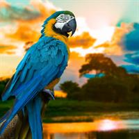 View of Rio de Janeiro - Ouro Preto - Iguassu Falls (Brazil) - Amazon Lodge - Salvador da Bahia