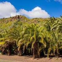 /images/apkg/966/las_palmas_de_gran_canaria_-_botanic_garden-3283373-500.jpg