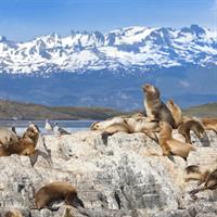 Argentina - Ushuaia - Sea Lions