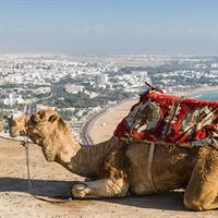 /images/apkg/995/agadir_-_camel_and_city_view-1082135-500.jpg