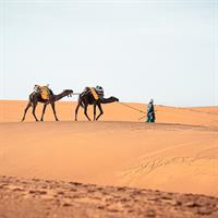 /images/apkg/995/marrakech_-_camel_ride-5866470-500.jpg