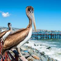 View of Runway to Ride: Santiago - Valparaiso - Pucon - Punta Arenas