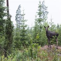 Evening Wildlife Safari with Campfire Dinner from Stockholm