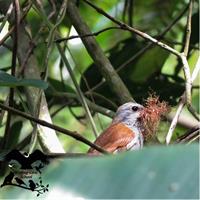 Cocora Valley: Birding &amp; Hiking with Breakfast &amp; Lunch