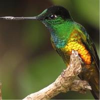 Birding &amp; Nature to Chicaque Cloud Forest Nature Reserve