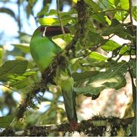 Birding &amp; Nature to Chicaque Cloud Forest Nature Reserve