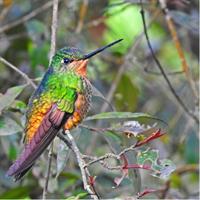 Birdwatching Private Tour at Chicaque Natural Park with Lunch