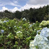 Amazing Arvi natural reserve private tour