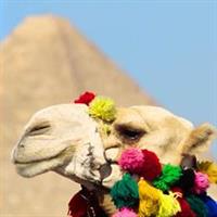 /images/asst/1018/cairo_-_camel_ride_and_museum-763743-500.jpg
