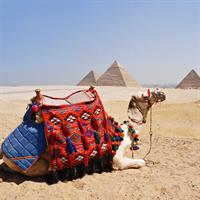 /images/asst/1018/cairo_-_giza_camel-654511-500.jpg