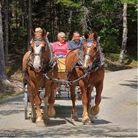 3-Hour Private Luxor Horse Carriage City Tour