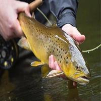Atlantic Salmon &amp; Sea Trout fishing.Erriff River, Mayo. French speaking Ghillie.