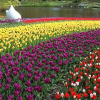 Amsterdam Day Trip from Brussels