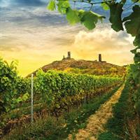 A delightful wine tasting in the scenic countryside with lunch