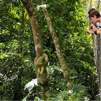 Arenal volcano, hanging bridges and sloth encounter tour.