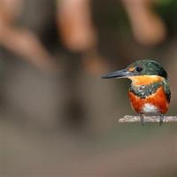 Birdwatching Manuel Antonio/ El Rey. (Marshes,rice fields,canals) Group Tour