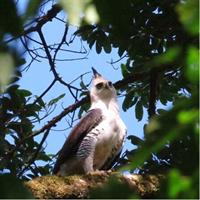 Shared 5 Hours Monteverde Bird Watching