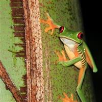 Manuel Antonio Jungle Night Tour with pick up included